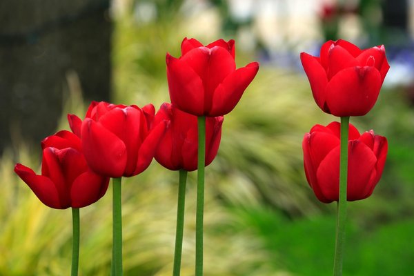 Découvrez les Top Varietés de Légumes Urbains Résistants aux Parasites pour une Culture Réussie en Ville!